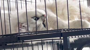 超美網紅『寶藏女孩』外網付費群視頻流出 誘惑裸舞 呻吟紫薇整理合集 (12)