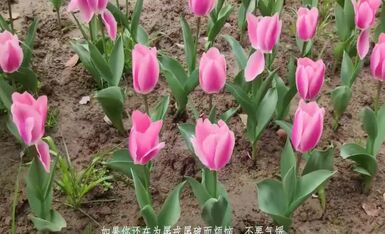 小娥同学为艺术献身 (15)